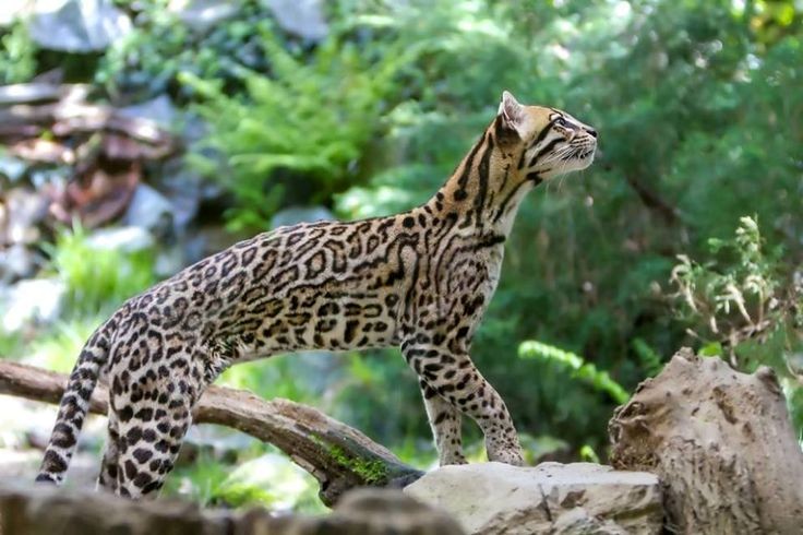 10 Facts About The Rare Beauty That Is The Ocelot Pet. Yes, see #9 ...